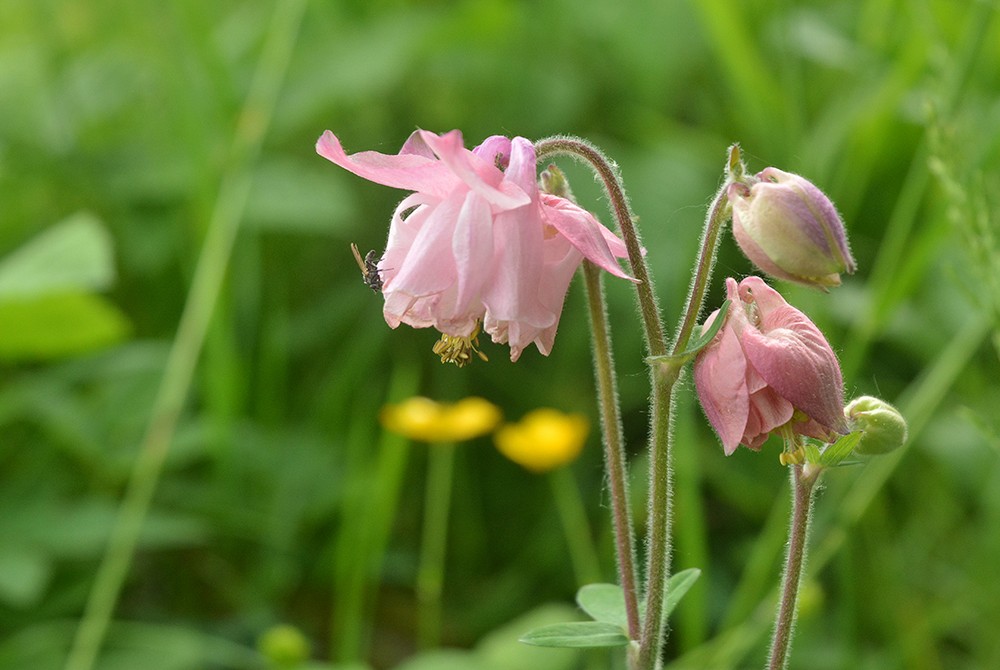 Richiesta identificazione: Aquilegia sp.